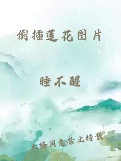 倒插莲花图片